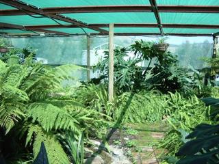 Garden (2005-03-04)