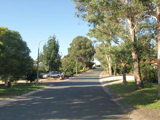 Tree lined street