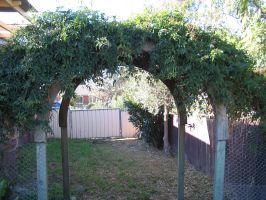 Garden (2006-07-20)