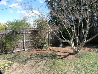 Trees at back (2004-09-01)