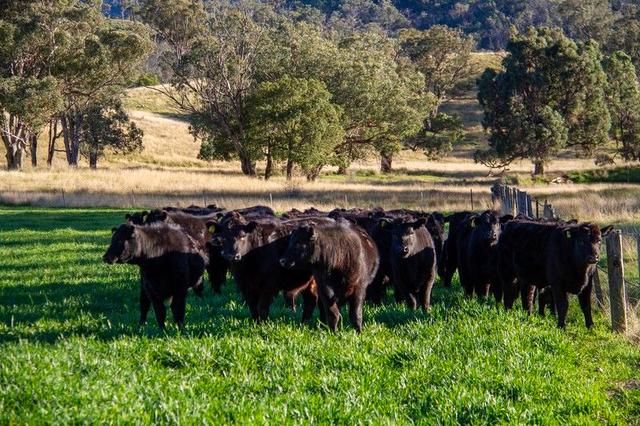 3953 Halls Creek Road, NSW 2346