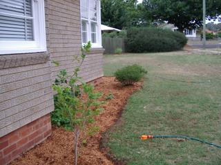 Frontyard (2006-03-30)