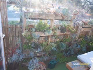 Backyard (2017-07-17)