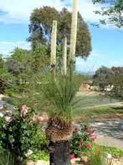 Garden (2009-01-01)