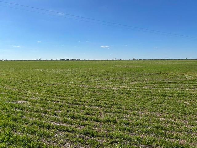 Single Tree Road, VIC 3480