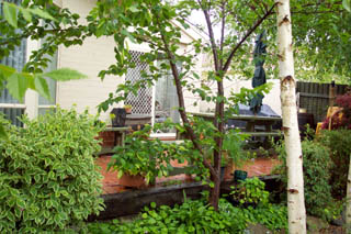 Rear yard (2002-02-08)