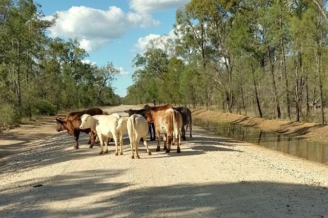 Lots 1 & N Yagaburne-Boondandilla Road, QLD 4406