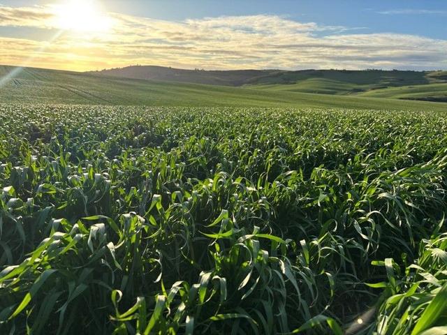 Lot 5 McAvaney  Lane, SA 5607