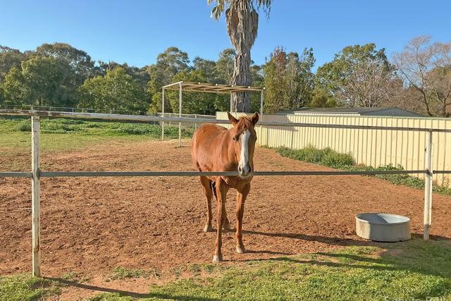 345 Dappo Road, NSW 2821