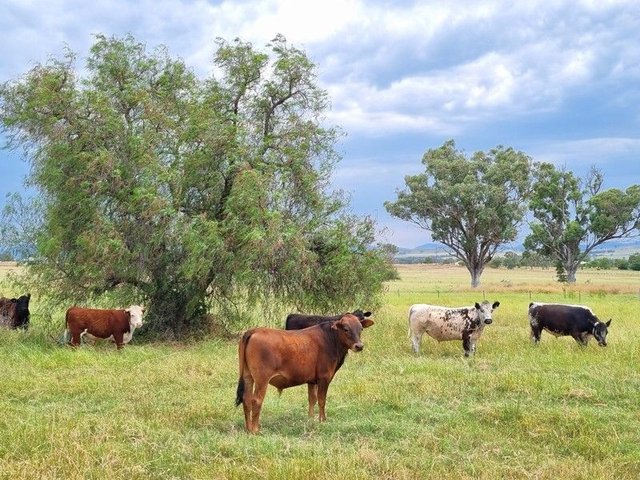 730 Ascot-Calala Road, NSW 2340