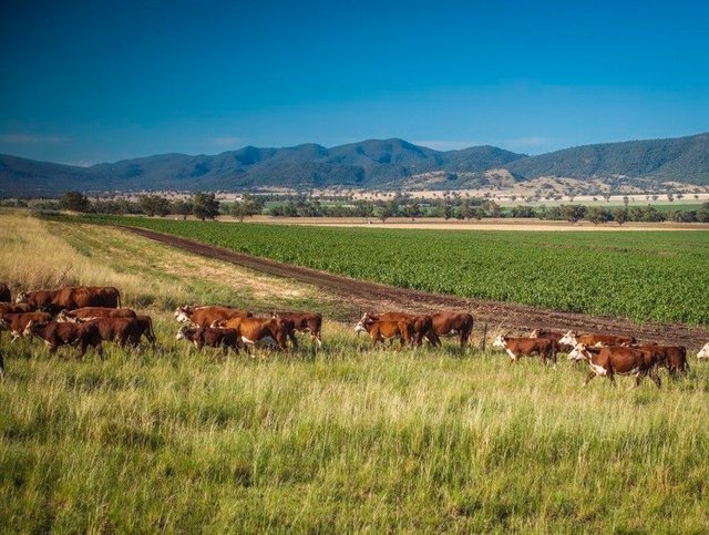 Warragundi West 289 Scotts Lane, NSW 2342