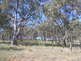 Mature trees