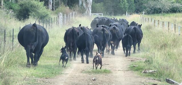 (no street name provided), NSW 2446