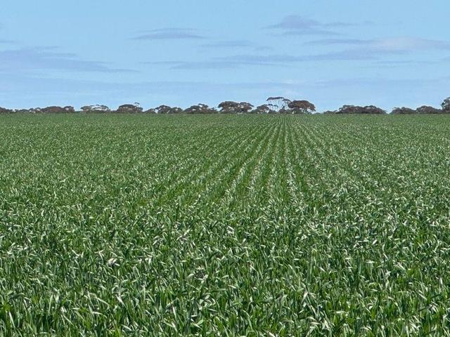 . "Price's", WA 6479