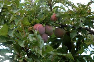 blood plums yum !