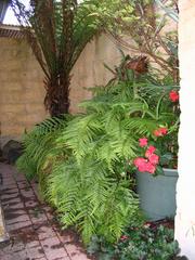 Bathroom courtyard