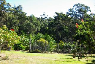 Orchard