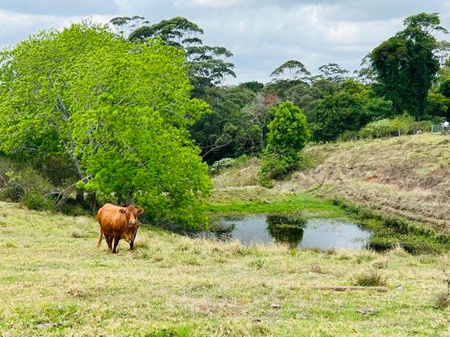 50 Horne Road, QLD 4521