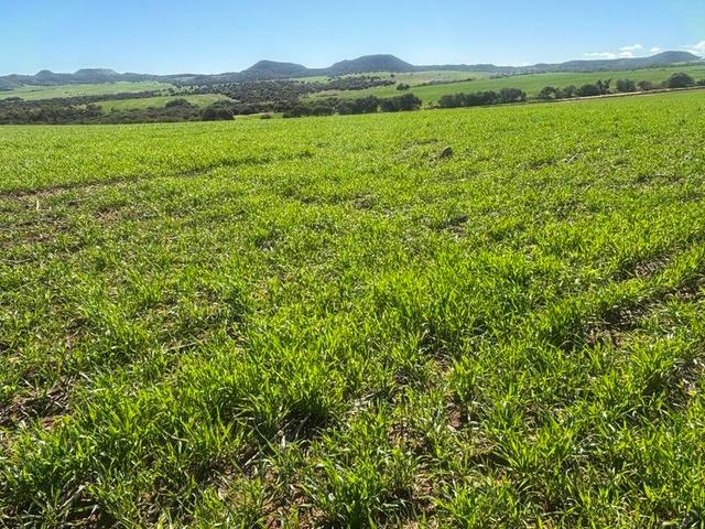 Lot 52 Starling Road, WA 6535
