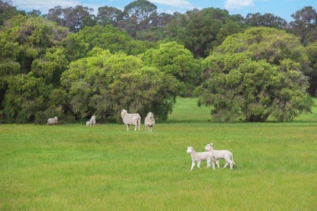 Lot 47/null Blackwood Grove, WA 6290