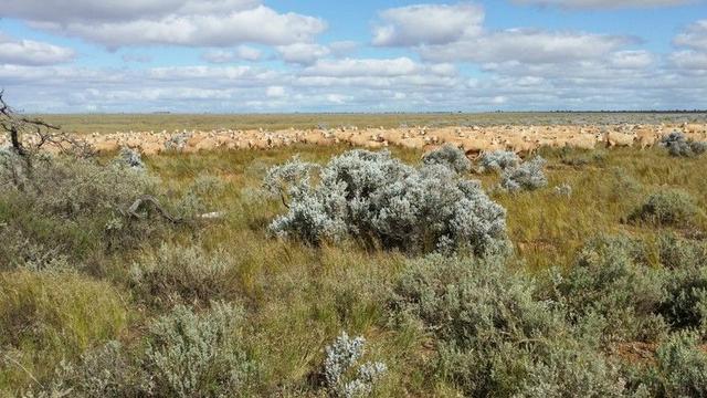 Madura Plains Station, WA 6443