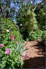 Front Path to Home