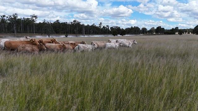 709 Nobbs Road, Burra Burri, QLD 4413