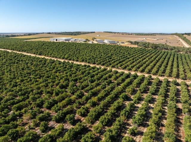 Arbusto And Boston Park Avocado Farms, Sappers Road, WA 6503