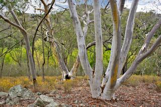 Natural bushland