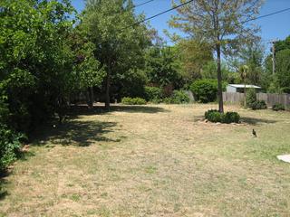 Backyard (2009-02-02)