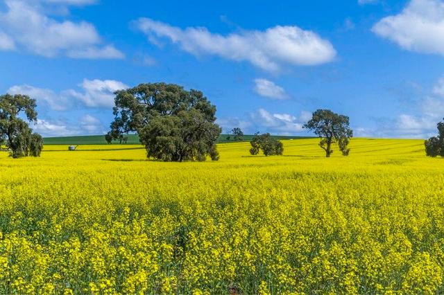 3903 Dandaragan Road, WA 6507