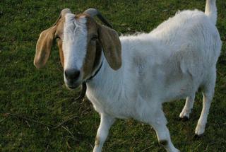 Goat (2008-10-02)