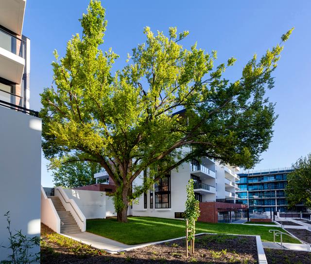 Renaissance - 195/1 Light Street, ACT 2603