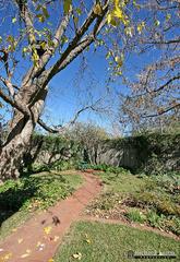 Backyard (2007-05-25)