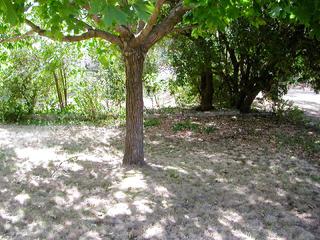 front yard (2004-02-24)