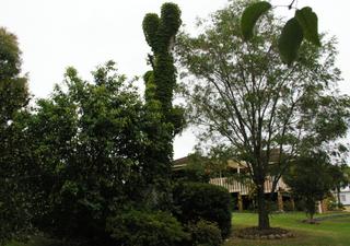 Garden (2008-01-08)