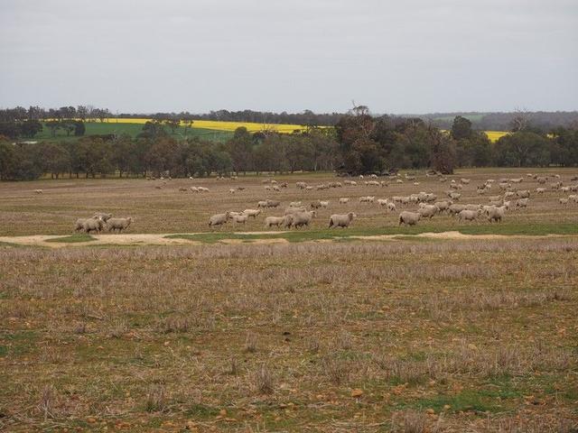 Dowrene Farm, Cnr Yerriminup And Yarralena Roads, WA 6321