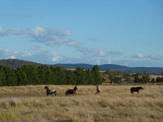 Paddock