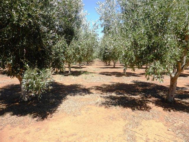 Lot 21 Blyth Plains Road, SA 5462