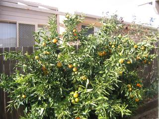 orange tree