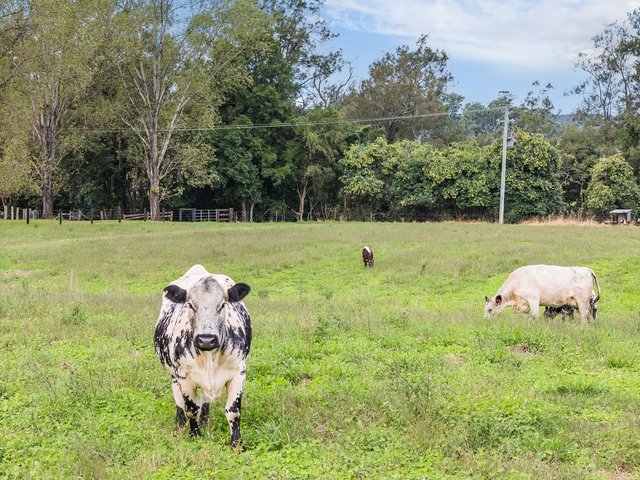 1301 Chichester Dam Road Bandon Grove Via, NSW 2420