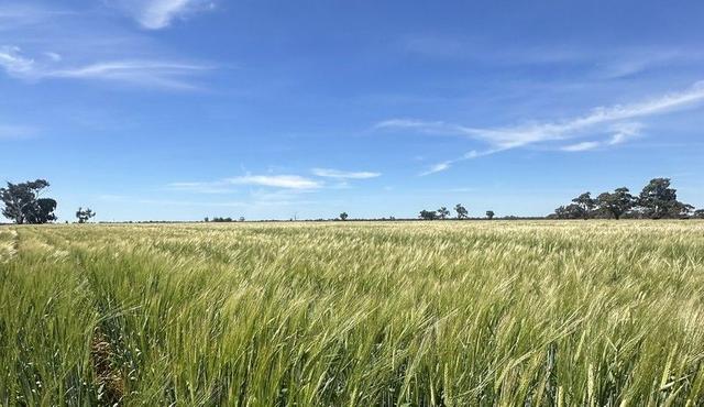 4383 Cocketgedong Road, NSW 2645