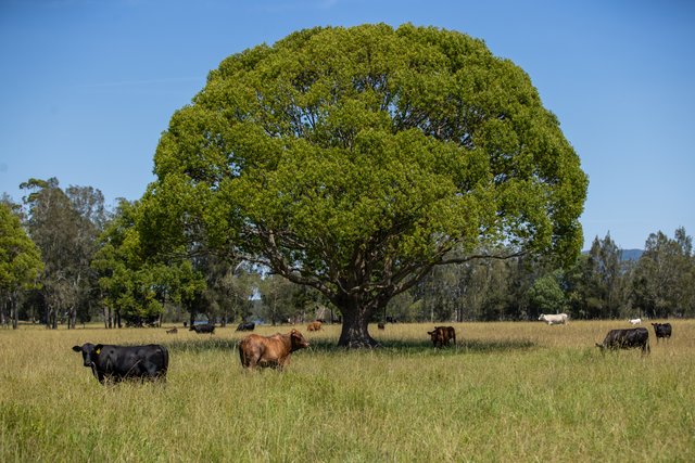 79, 81 & 249 Elliots Road, NSW 2312