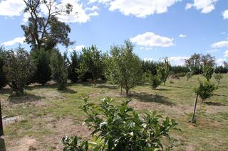 Orchard