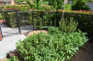 Front Garden (2016-04-08)