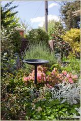Back Garden (2010-10-20)