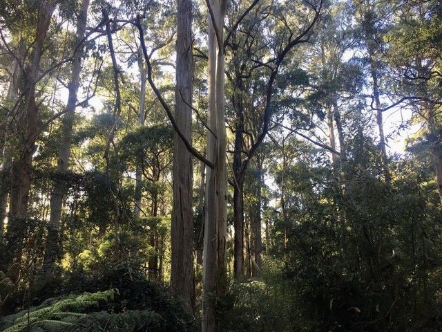 198 Whitehills Road, TAS 7316
