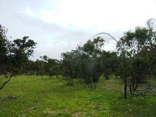 Open Areas and Bush