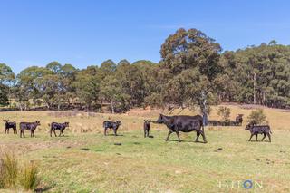 cattle grazing land