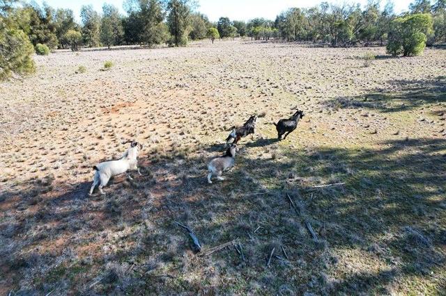 4546 The Bogan Way, NSW 2873